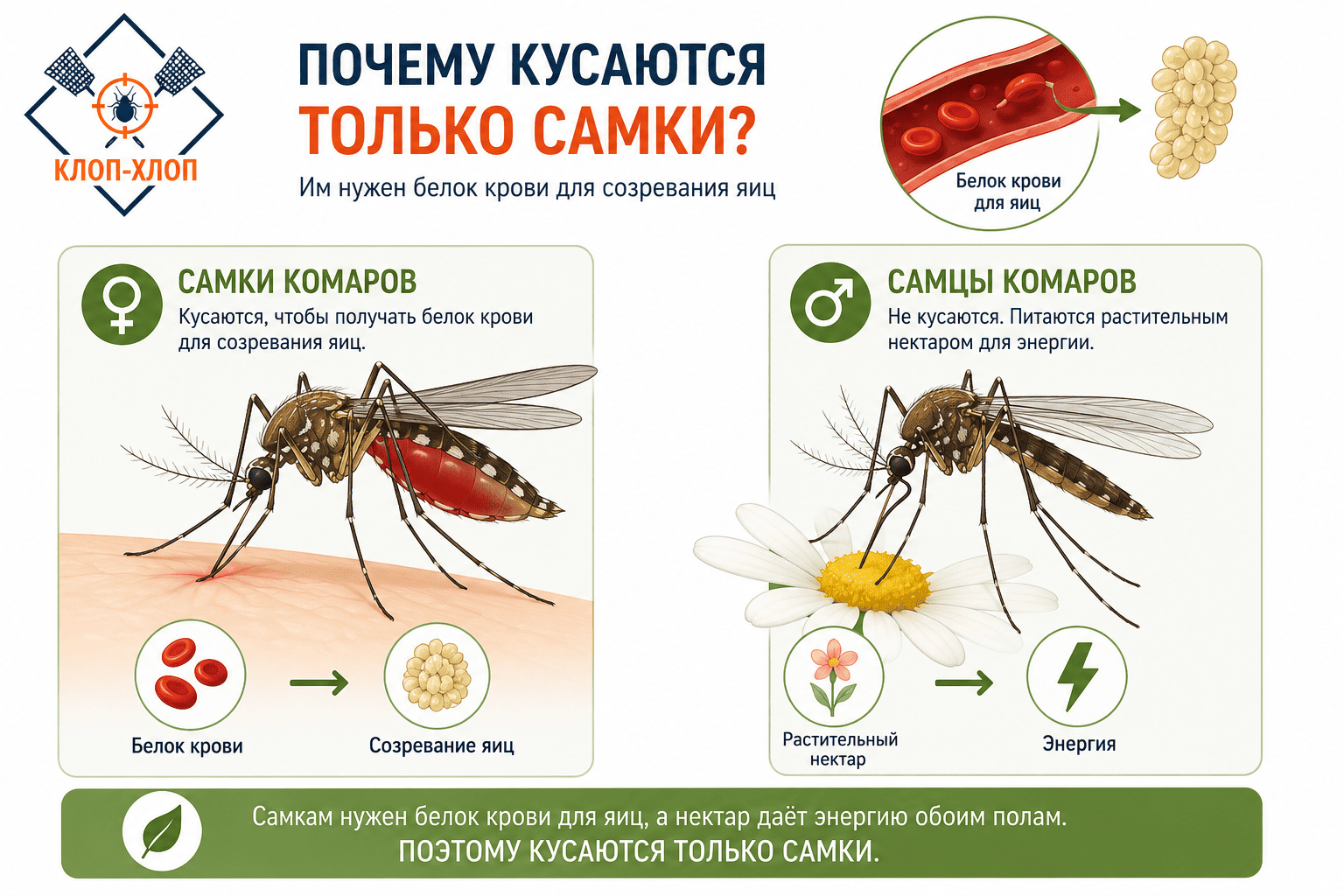 Почему комары кусают и чем питаются самцы и самки